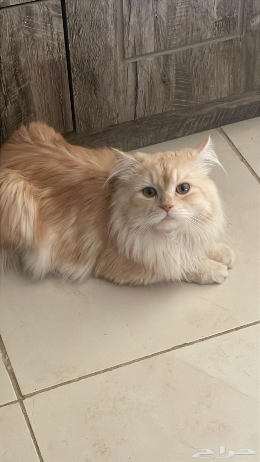 قط ذكر اورنج فاتح للتزاوج63033834633857112