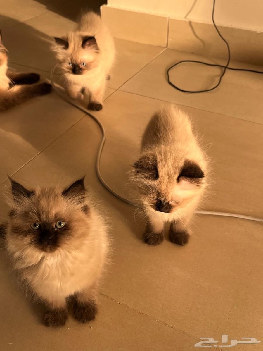 هملايا63031172862595114