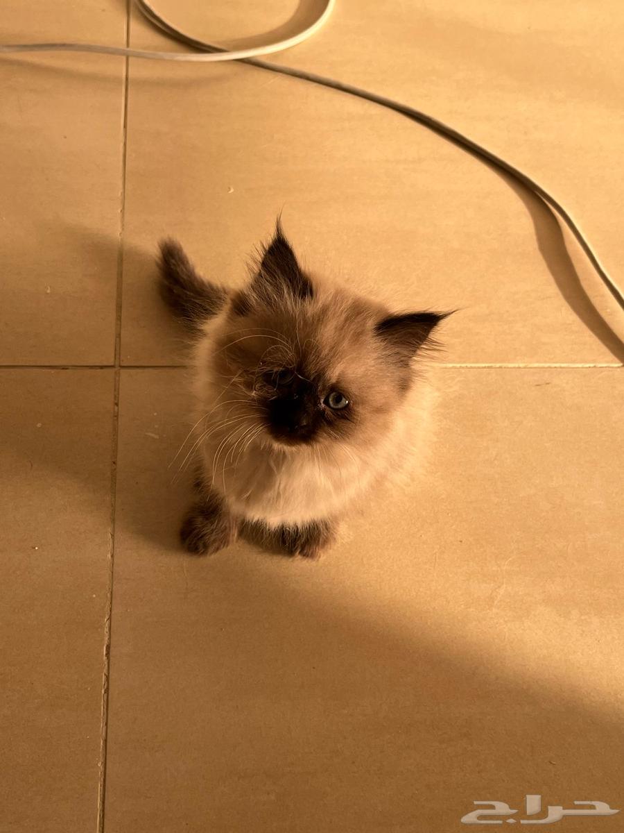 هملايا63031172862595113