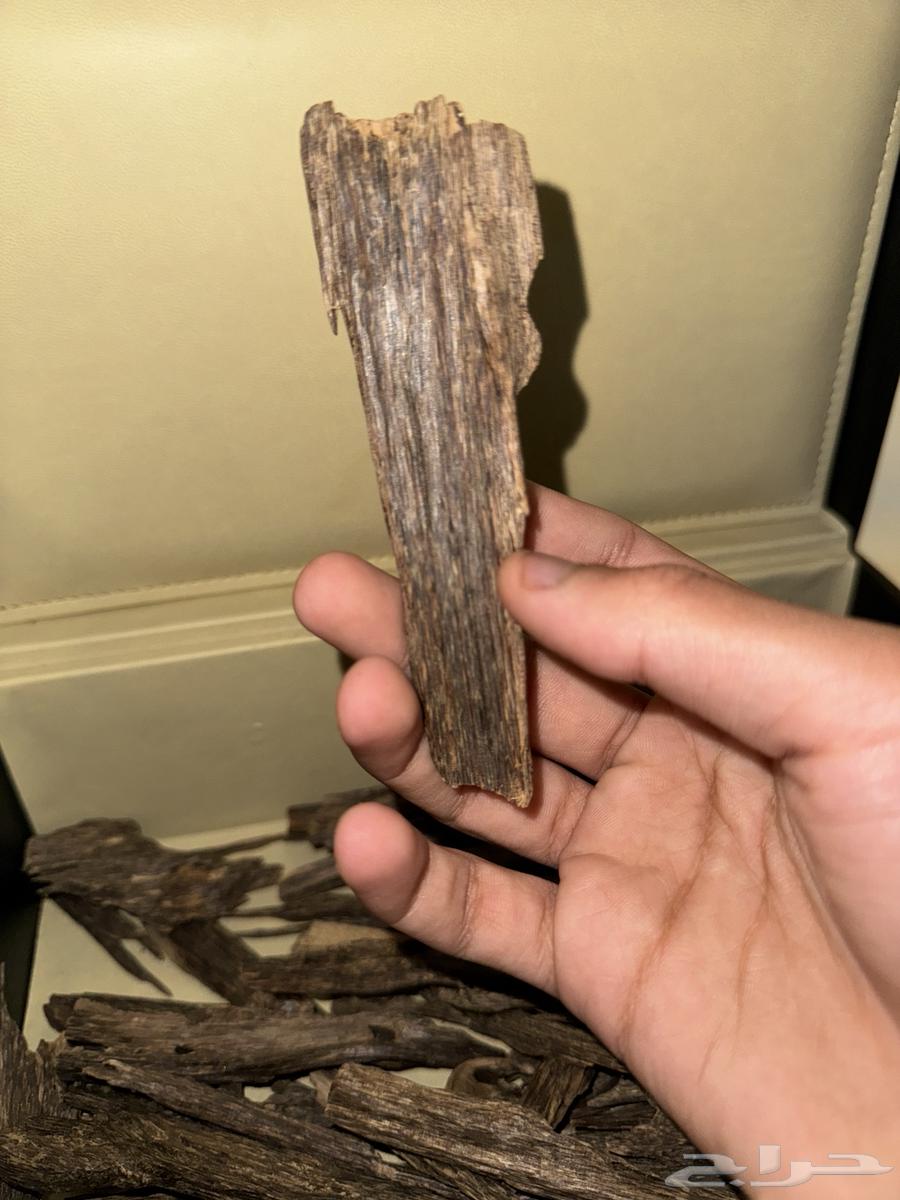 عود هندي انفال جبلي طبيعي63032964426115111