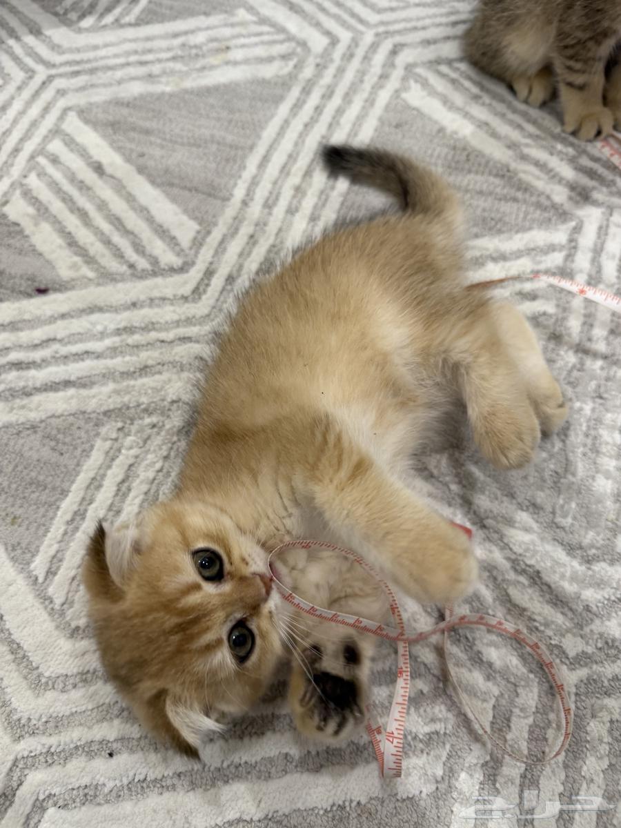 Scotch female cat (Sold)63032487638787111