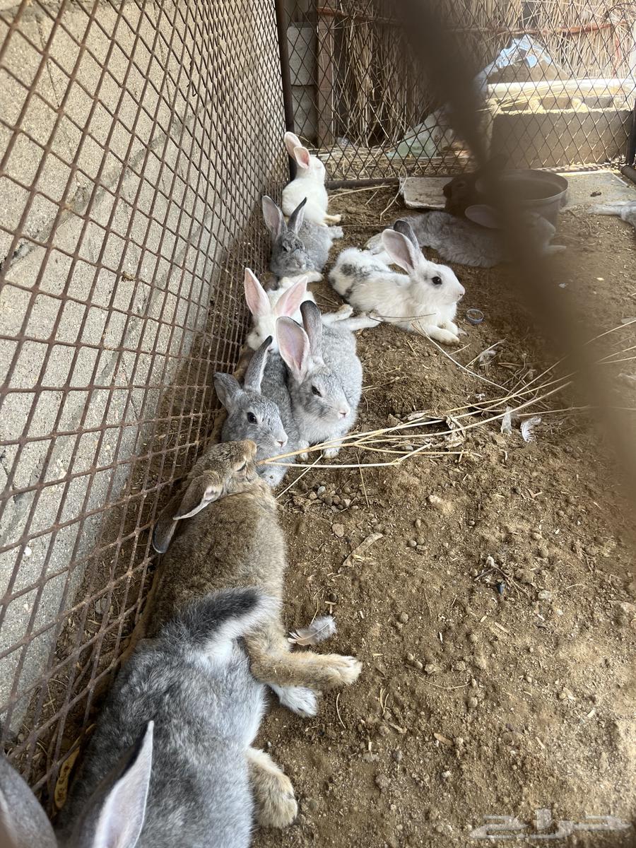 My rabbit63032953505154113