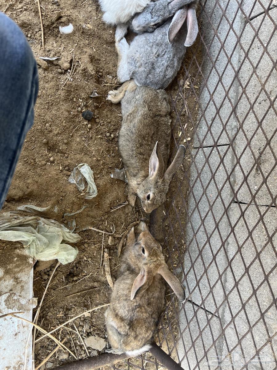My rabbit63032953505154112