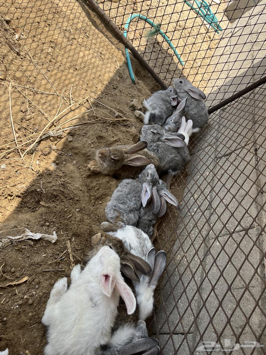 My rabbit630329535051541126