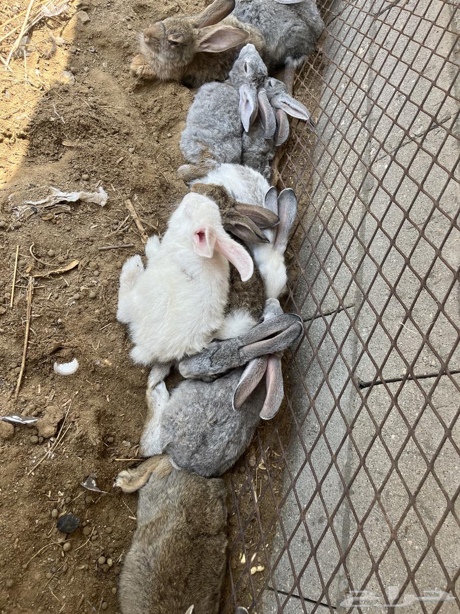 My rabbit63032953505154111