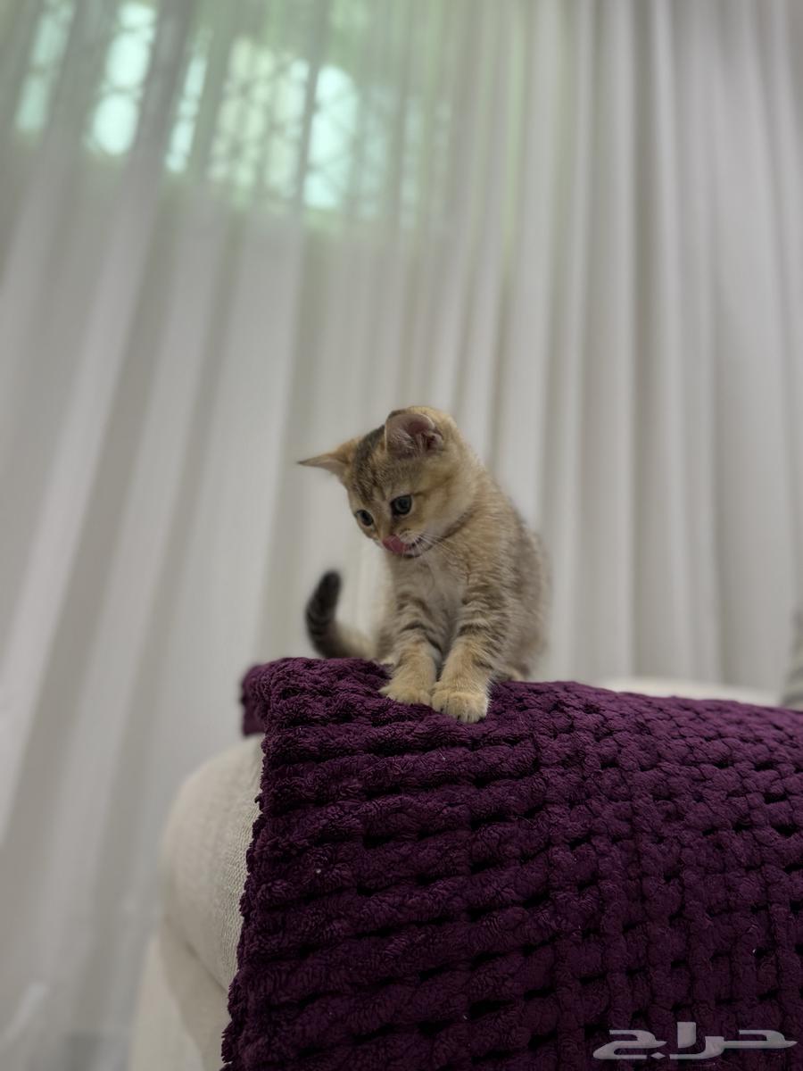 Scotch female cat (Sold)63032487638787113