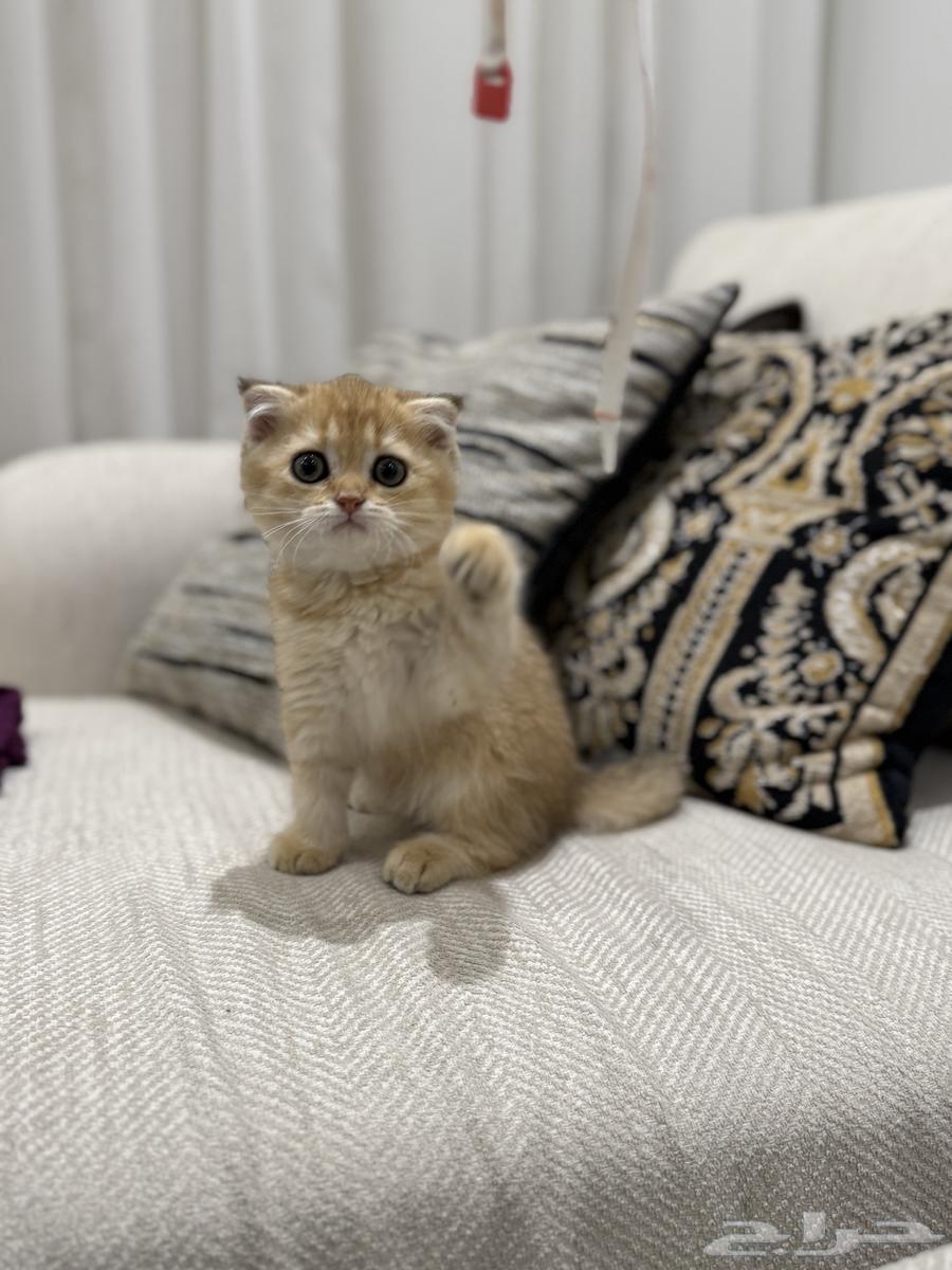 Scotch female cat (Sold)63032487638787112