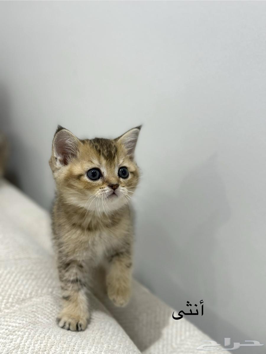Scotch female cat (Sold)63032487638787114