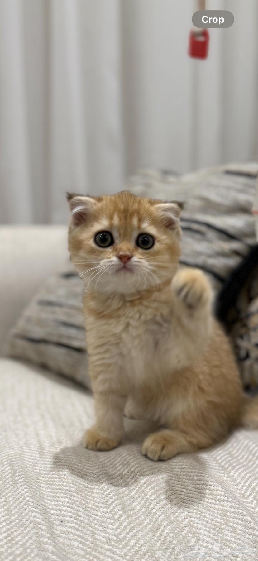 Scotch female cat (Sold)630324876387871113
