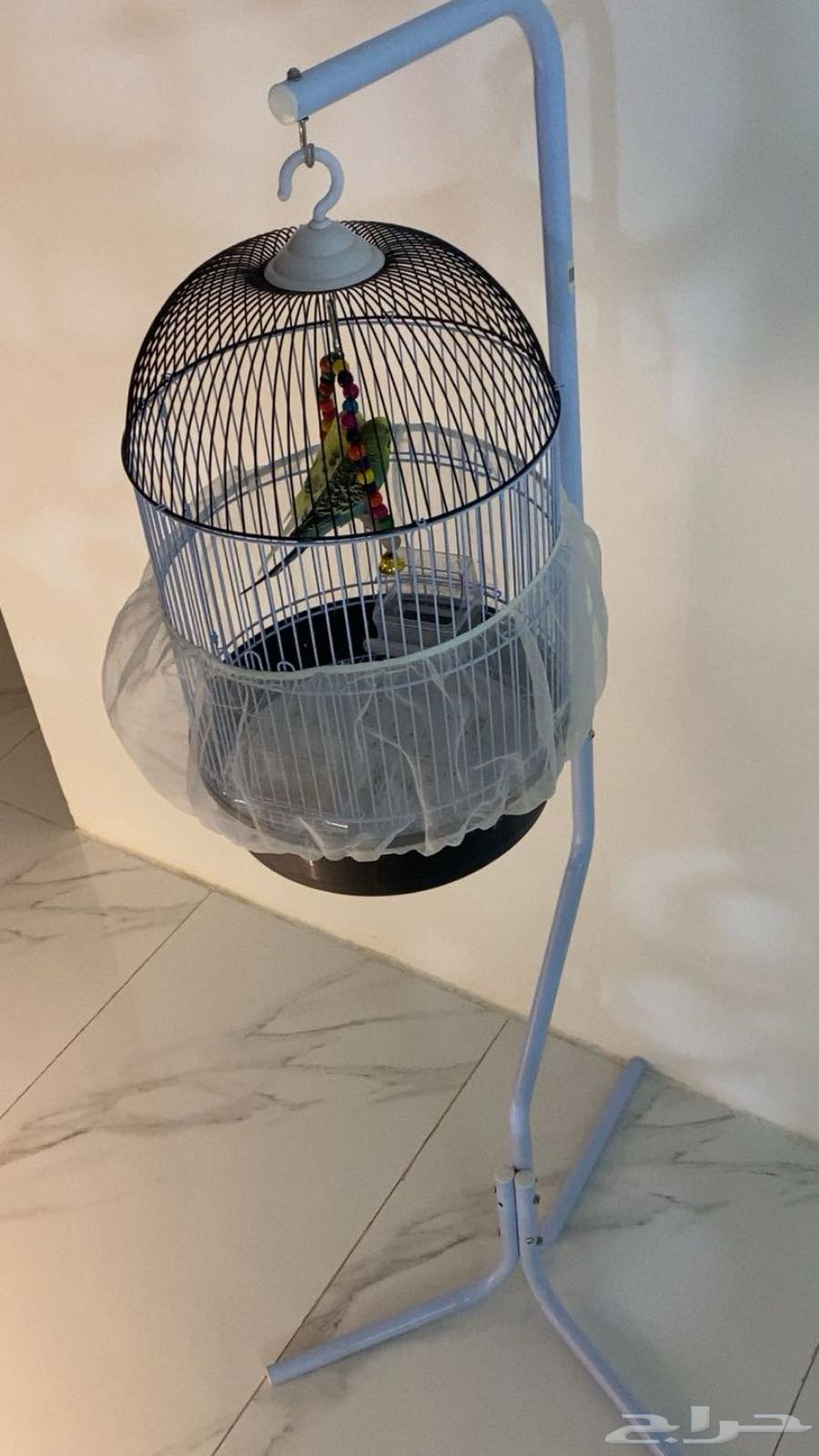 Love birds63033360779394111