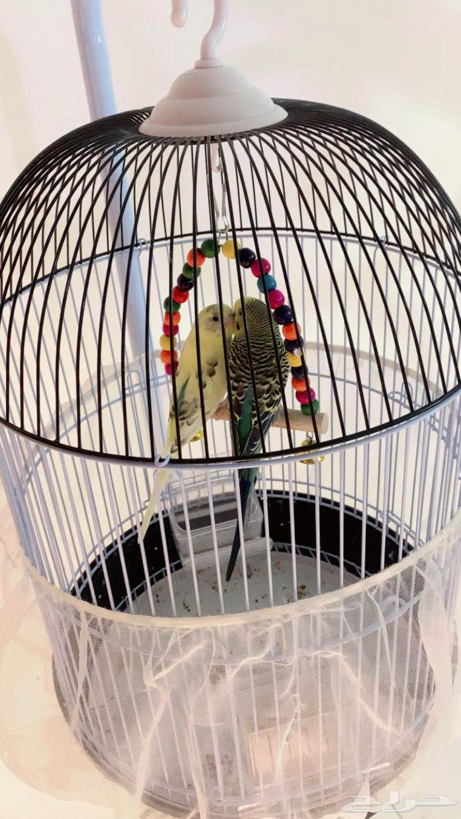 Love birds630333607793941113