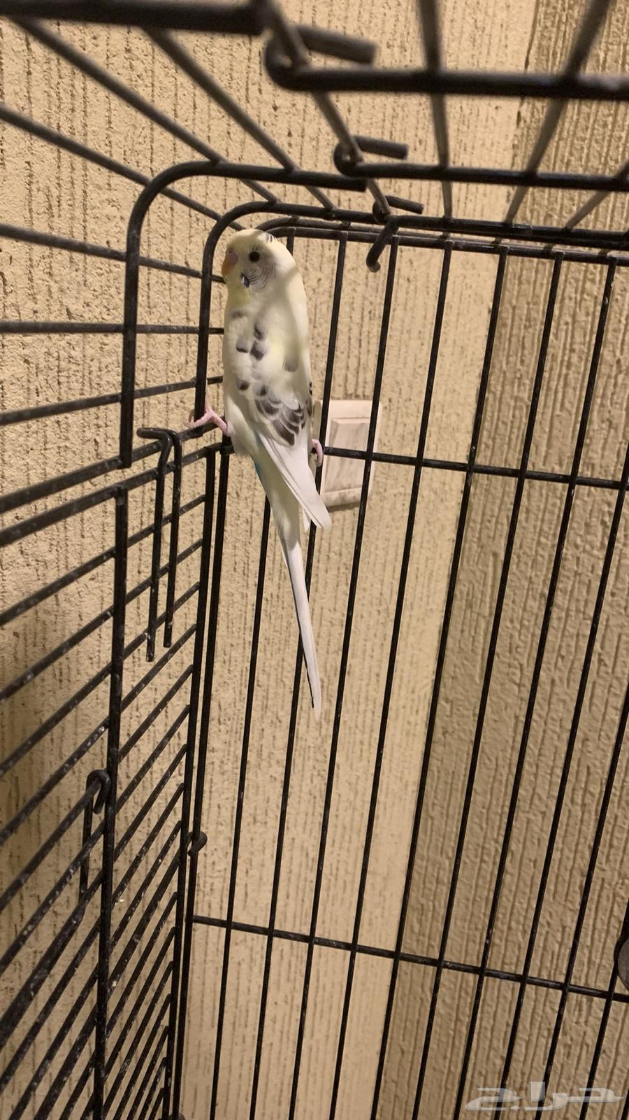 Crown birds are tame and clean.63028568921859111