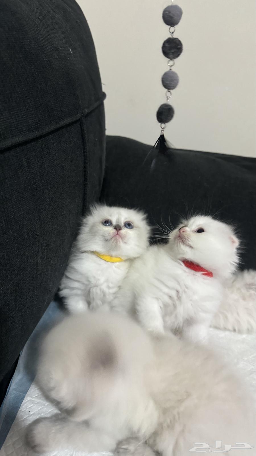 For sale, a beautiful hybrid, the mother is an Exotic Shorthair and the father is a Scottish Fold.63030742288386113