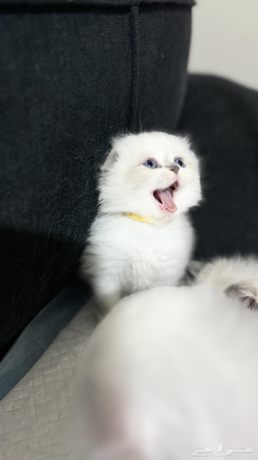For sale, a beautiful hybrid, the mother is an Exotic Shorthair and the father is a Scottish Fold.63030742288386113