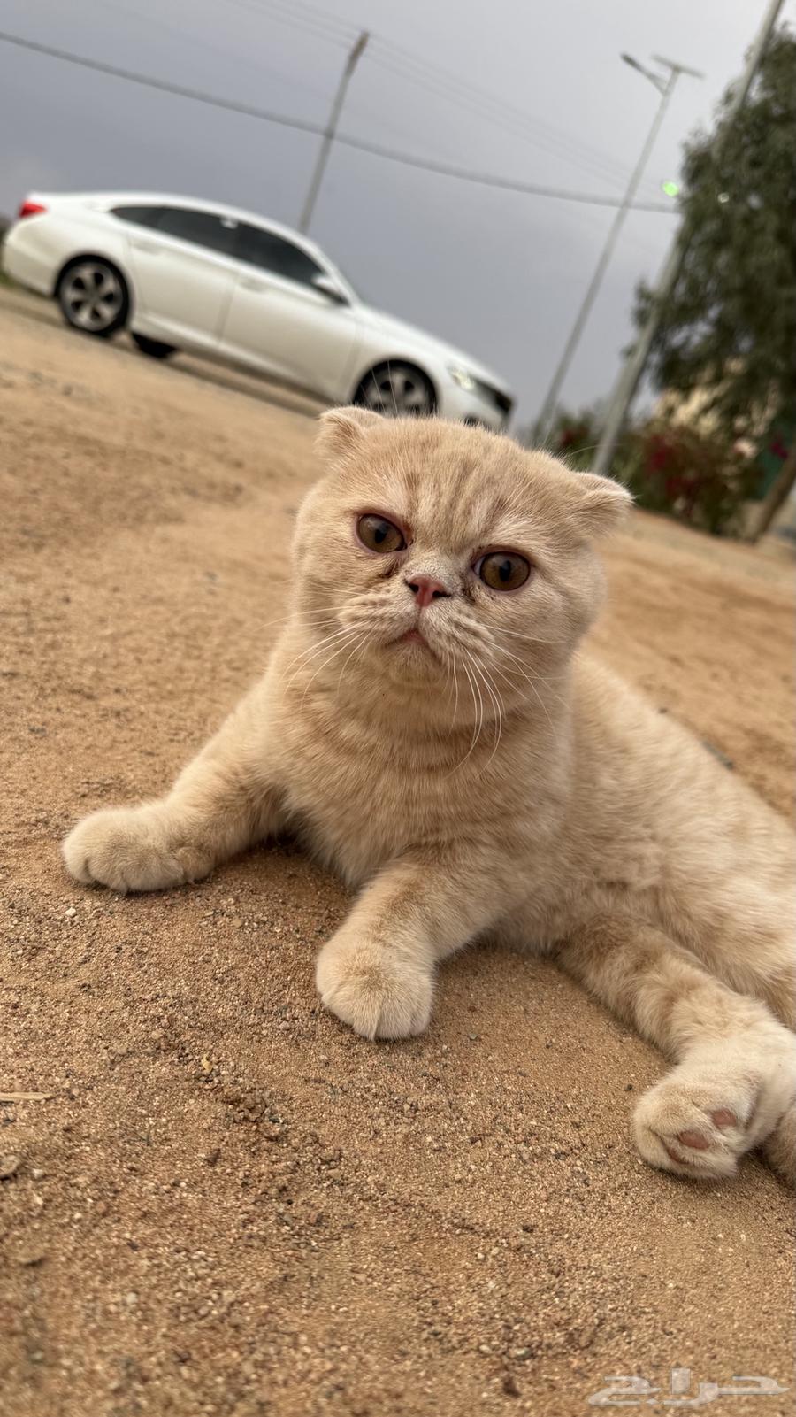 قط سكوتش630307845816331115