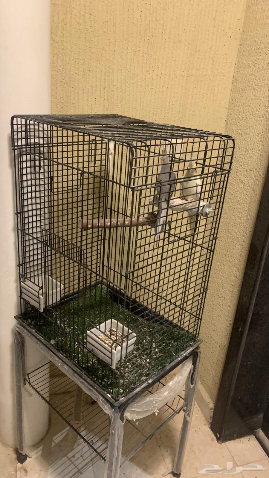 Crown birds are tame and clean.63028568921859113