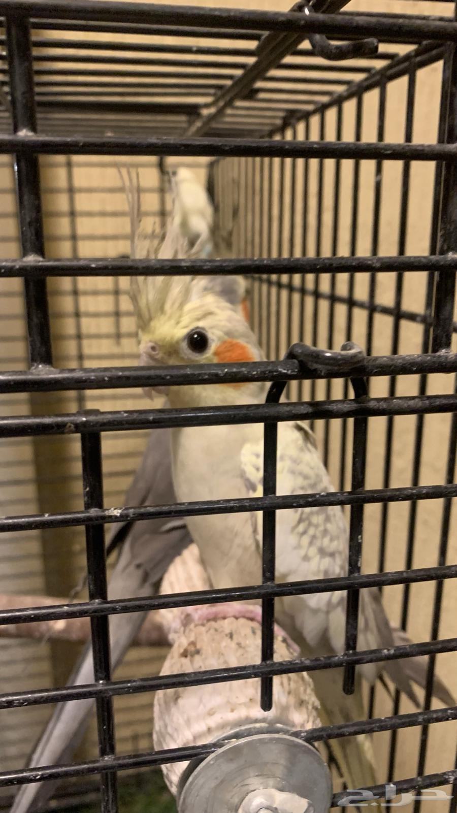 Crown birds are tame and clean.63028568921859112