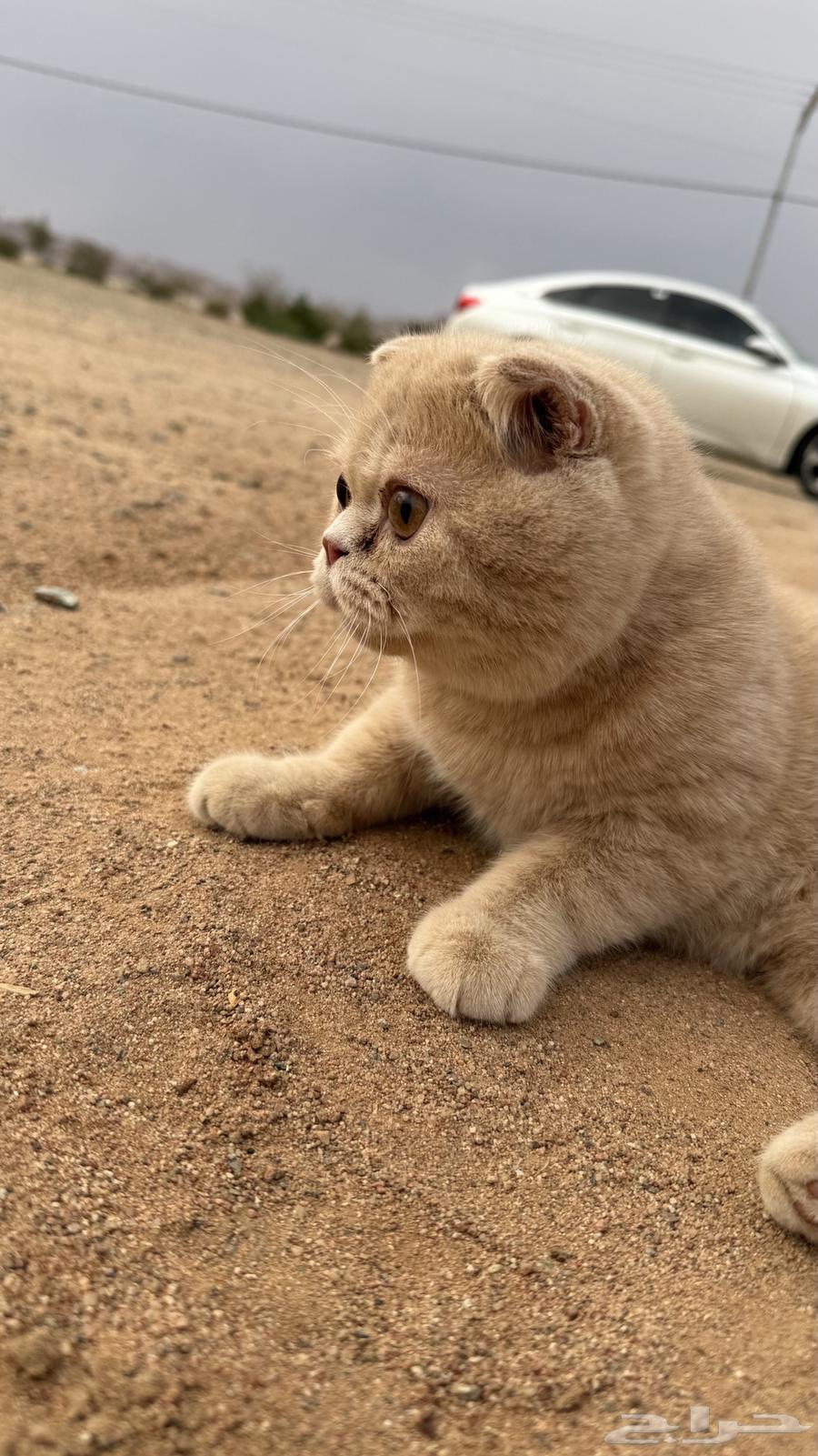 قط سكوتش63030784581633111