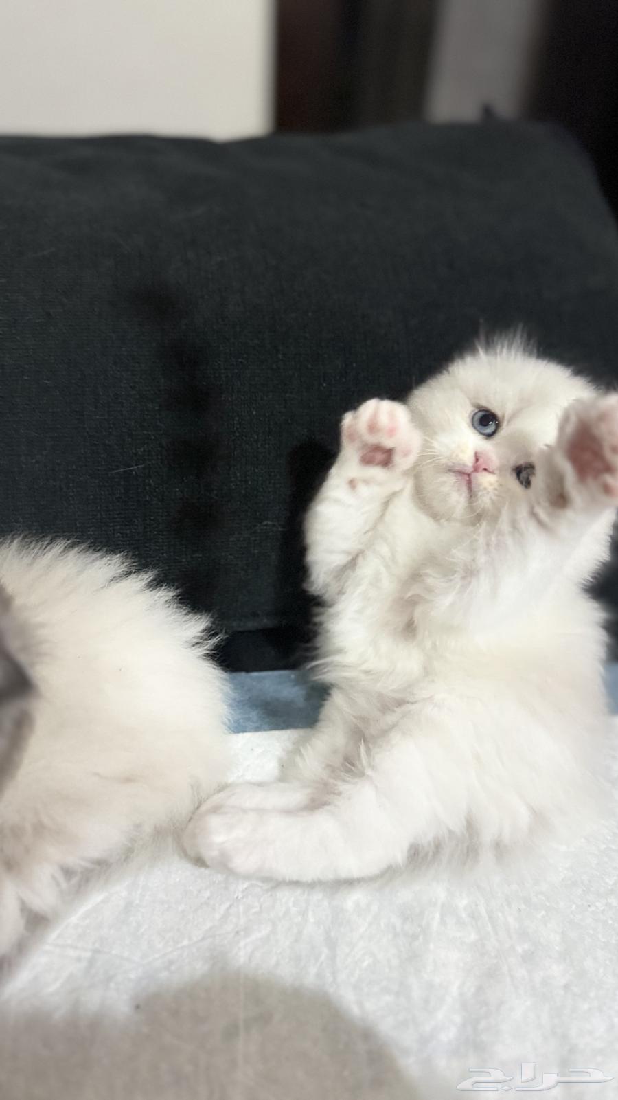 For sale, a beautiful hybrid, the mother is an Exotic Shorthair and the father is a Scottish Fold.63030742288386111