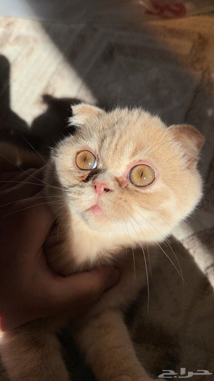 قط سكوتش63030784581633112