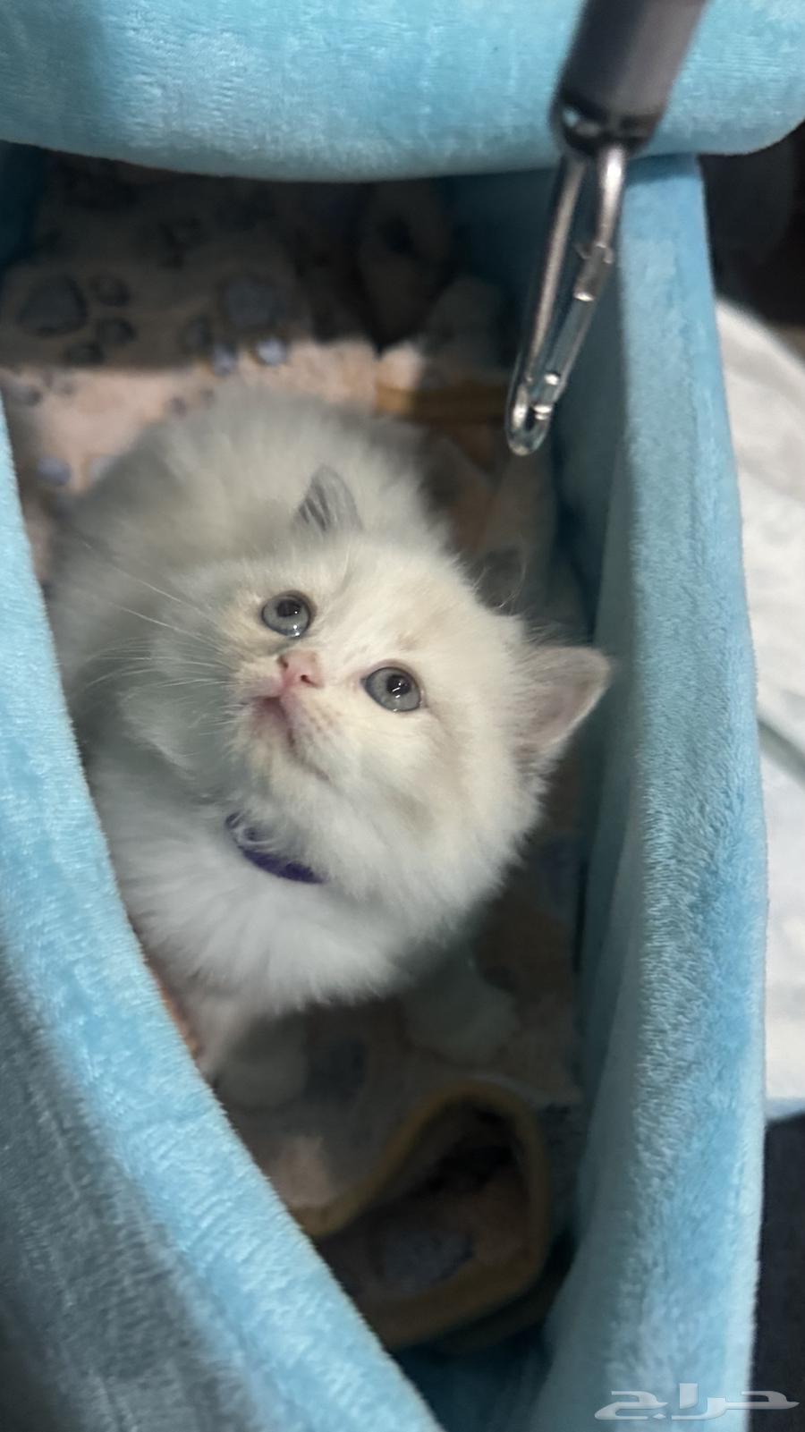 For sale, a beautiful hybrid, the mother is an Exotic Shorthair and the father is a Scottish Fold.63030742288386114