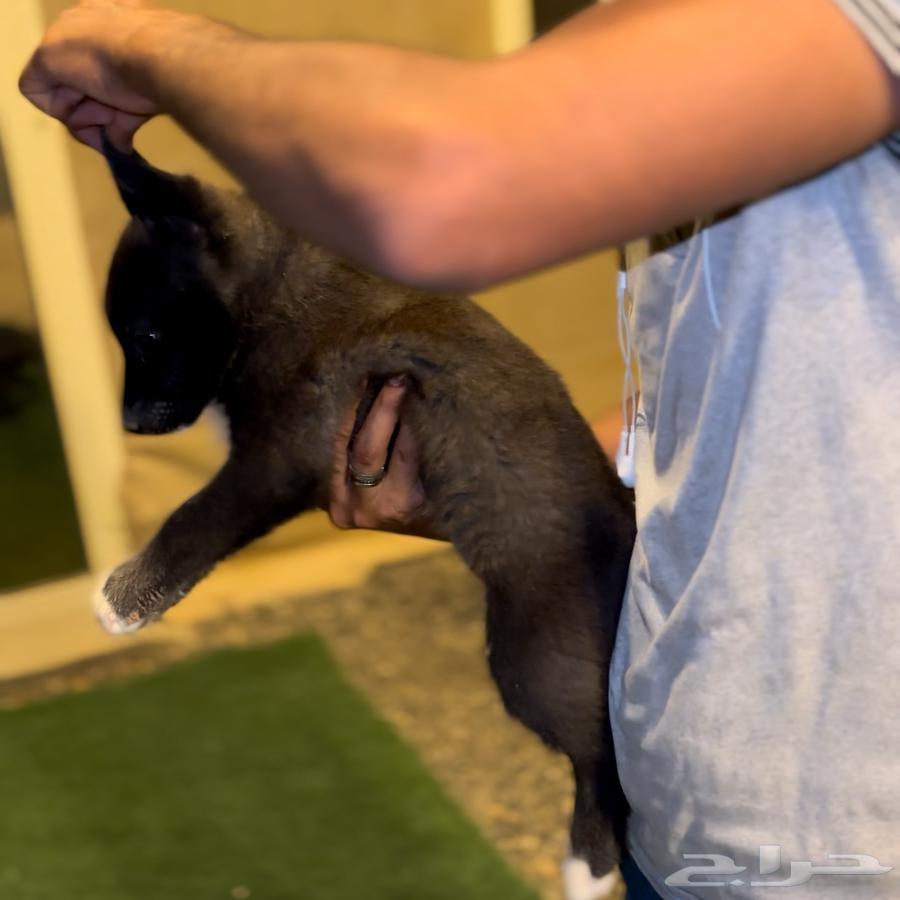 I have a German Shepherd for sale63164057505281111