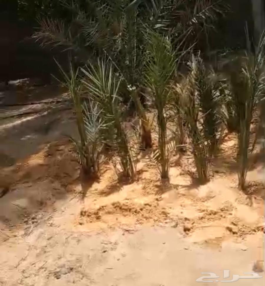 فراخة نخل نوايع الفرخ تاخذه مقلوعة جاهزة630303207801621128
