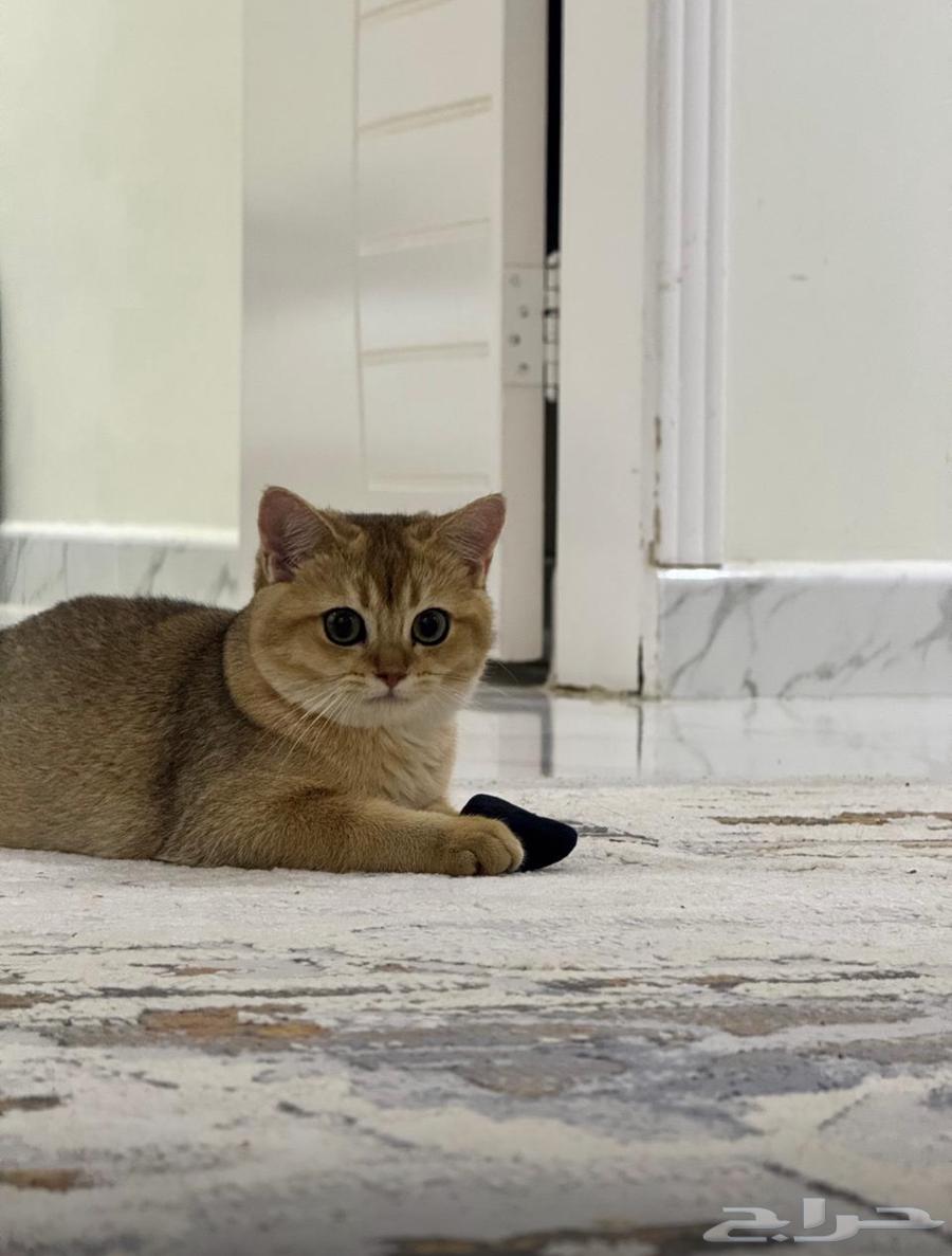 سكوتش جولد ستريت أنثى630299223585291127