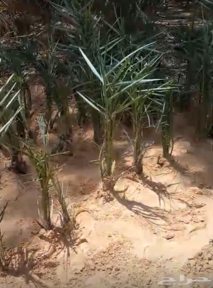 فراخة نخل نوايع الفرخ تاخذه مقلوعة جاهزة63030320780162111