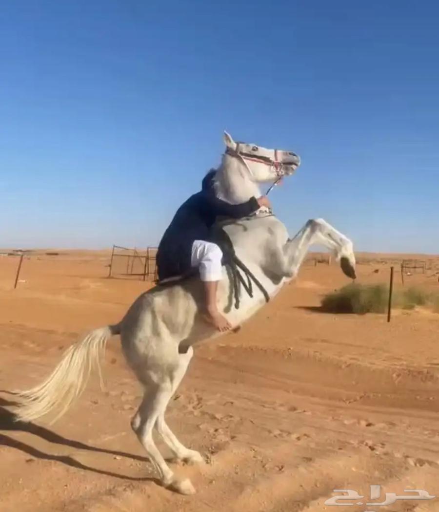 للبيع حصان شعبي كفو630220140174101112