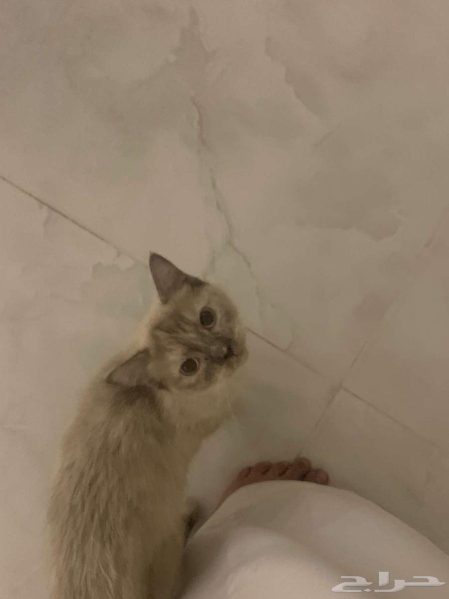 بيع قط نوع هملايا630298744692491124