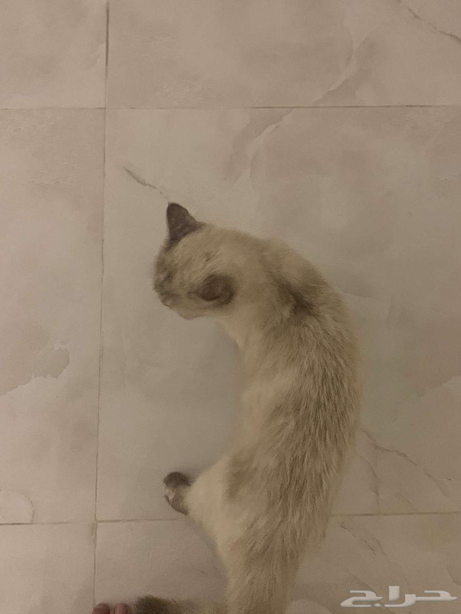 بيع قط نوع هملايا63029874469249111