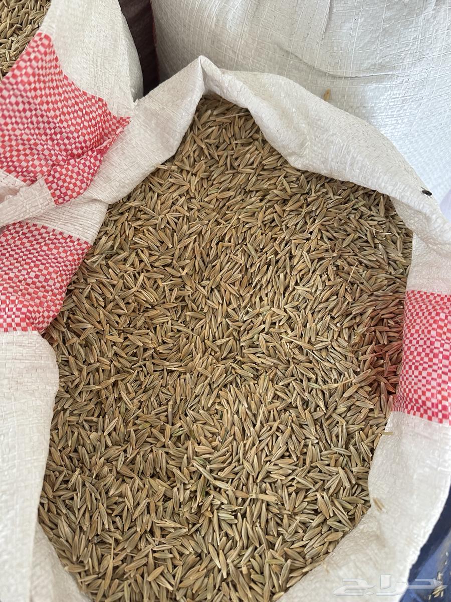 Local barley production March 202563029427787650111