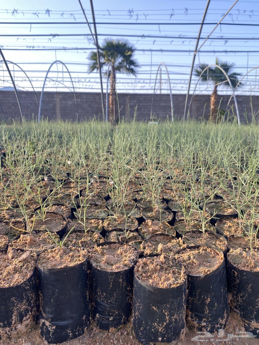 Arty seedlings wholesale630285481280011129