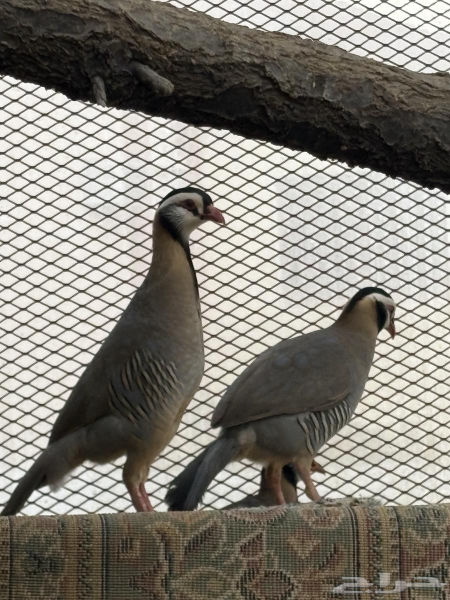 Arabic Bustard male - Qahaba - Qahd630285583764511117