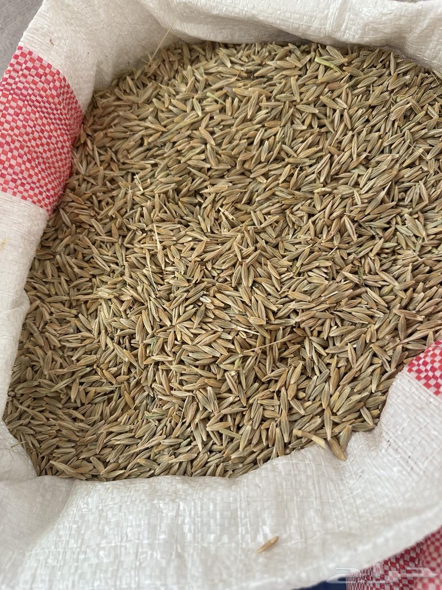 Local barley production March 202563029427787650117