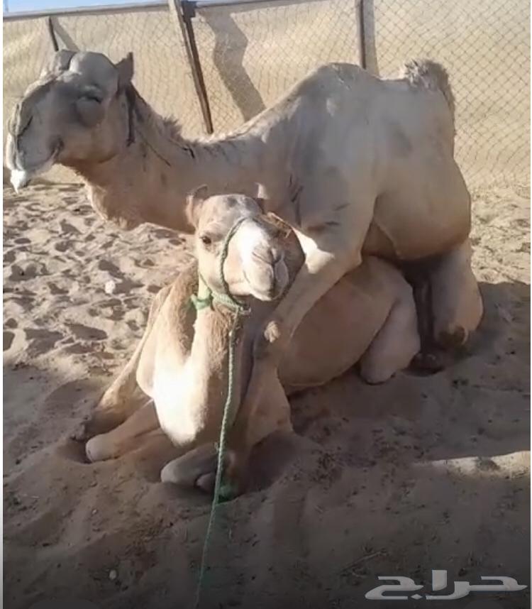 اصيل لقحه63030778295042111