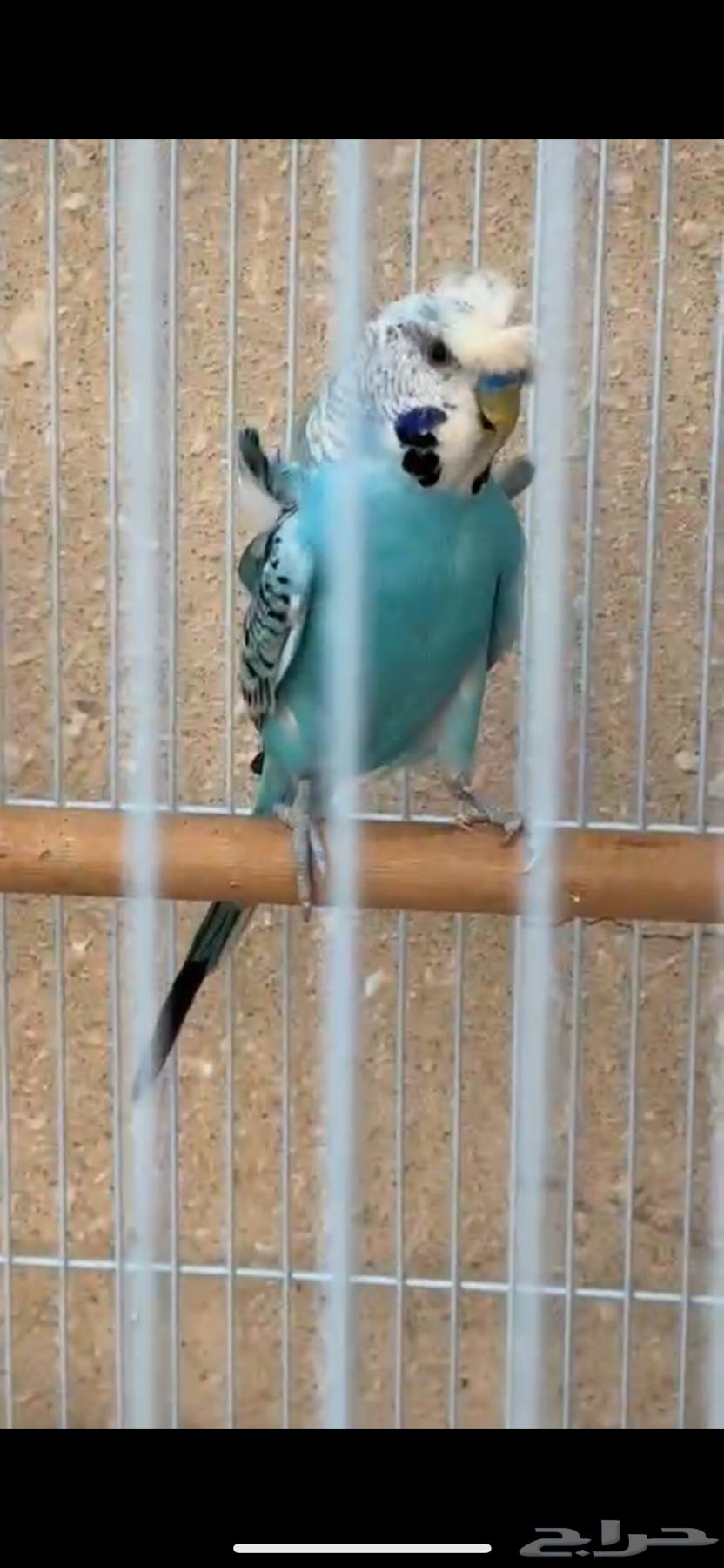 Canary birds and Badis hugo (Abu Wardeh)63029471883138111