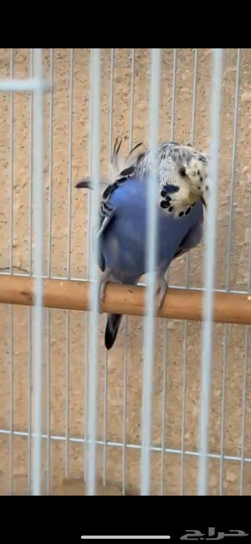 Canary birds and Badis hugo (Abu Wardeh)63029471883138112