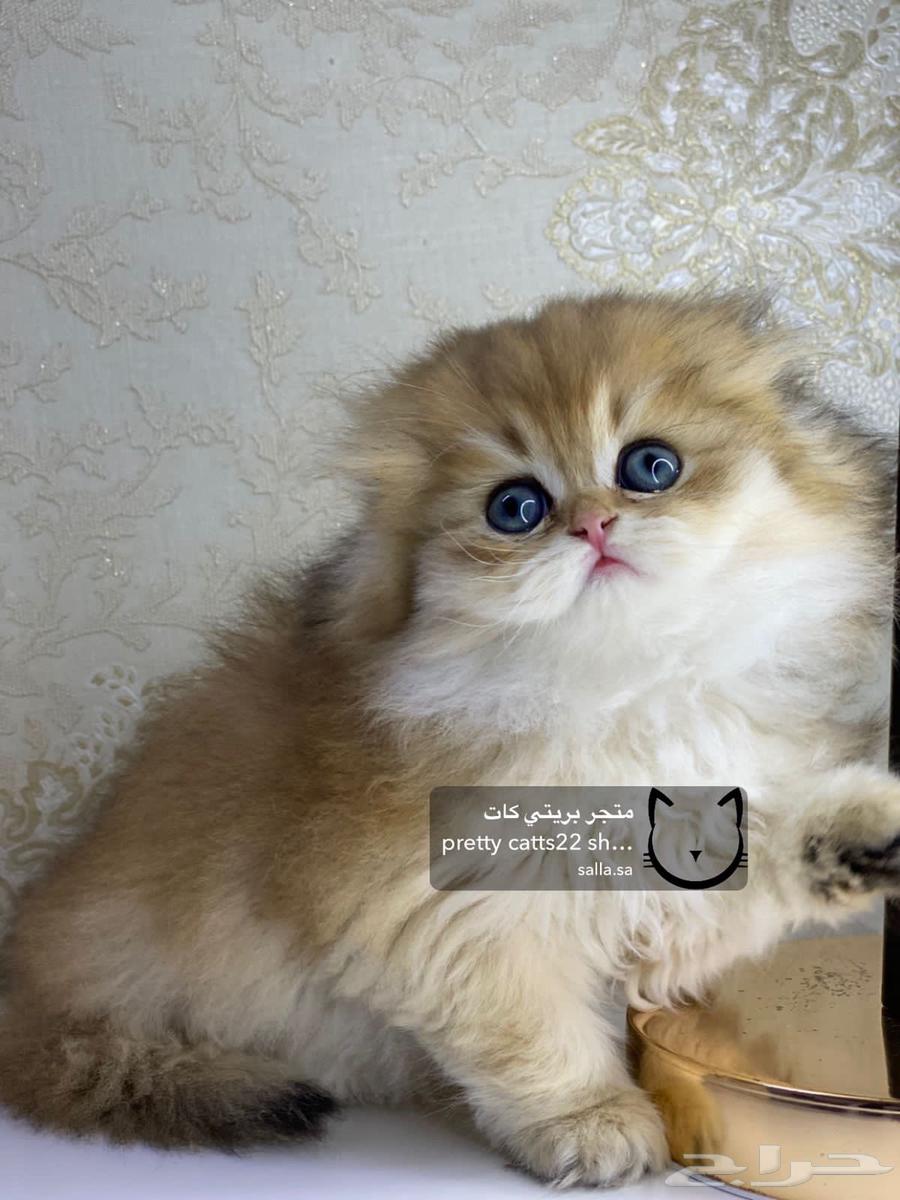 سكوتش فولد لونغ هير قولد بيور كيتن قطه قطوه قطط قط63028155328130114