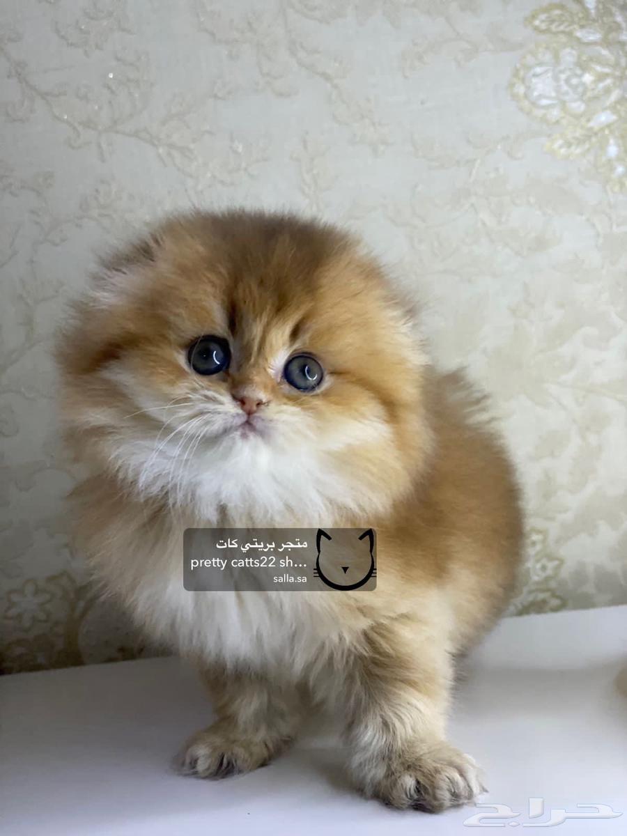 سكوتش فولد لونغ هير قولد بيور كيتن قطه قطوه قطط قط63028155328130112