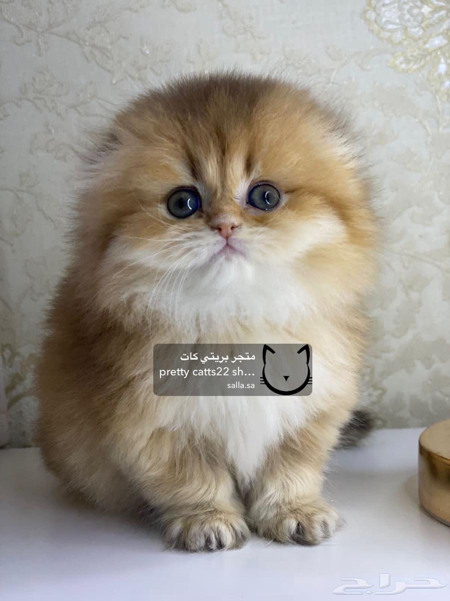 سكوتش فولد لونغ هير قولد بيور كيتن قطه قطوه قطط قط63028155328130113