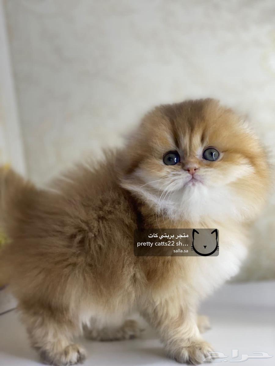 سكوتش فولد لونغ هير قولد بيور كيتن قطه قطوه قطط قط63028155328130111