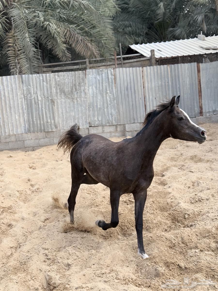 مهره شعبيه63025522875267114