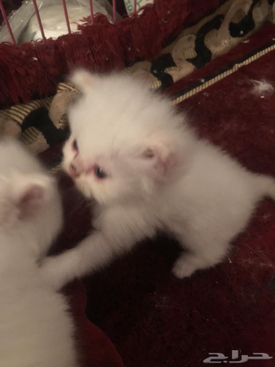 قطط عمر تقريبا شهرين63026820808322112