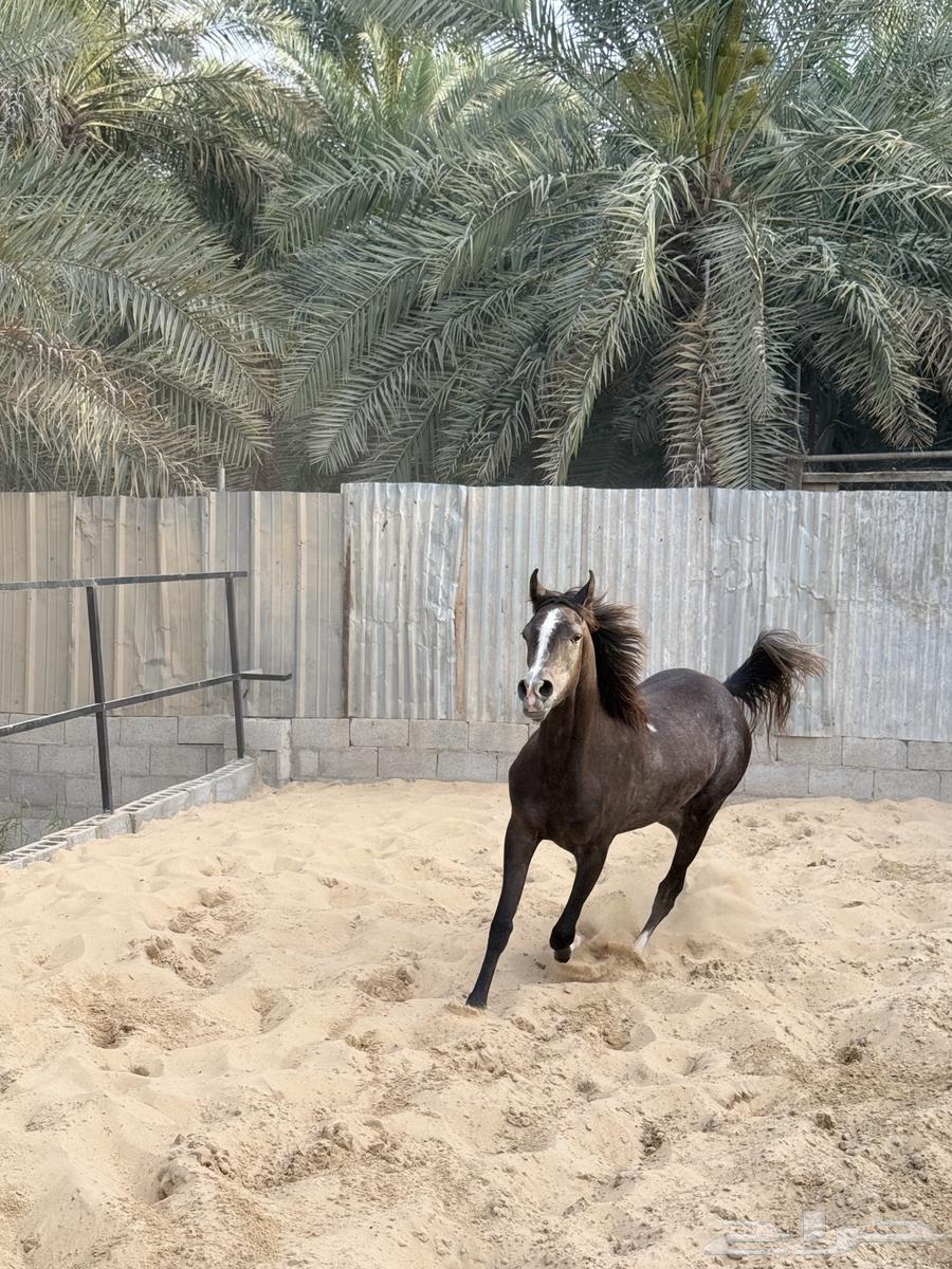 مهره شعبيه63025522875267113