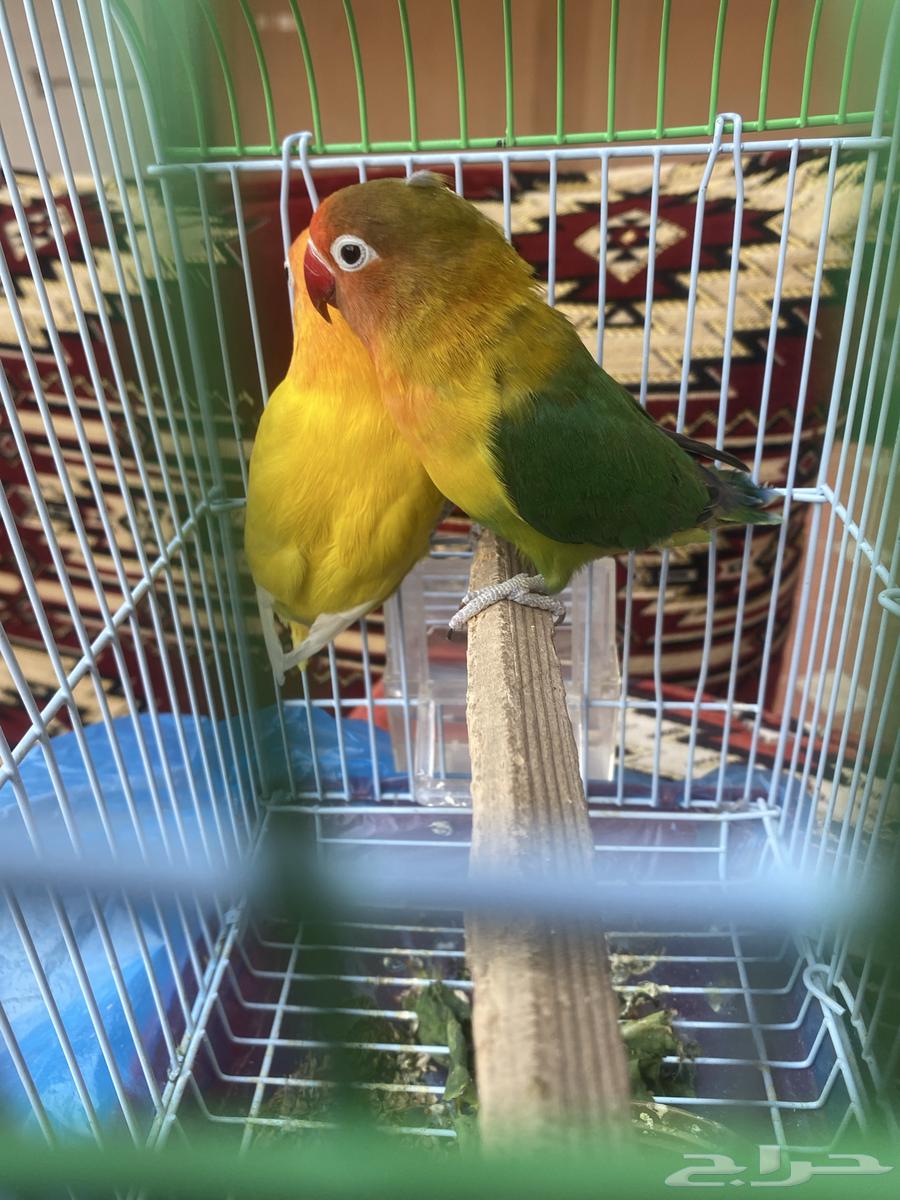 Bird and sell only green sale, no need for it, type Fisher.63470622437635113