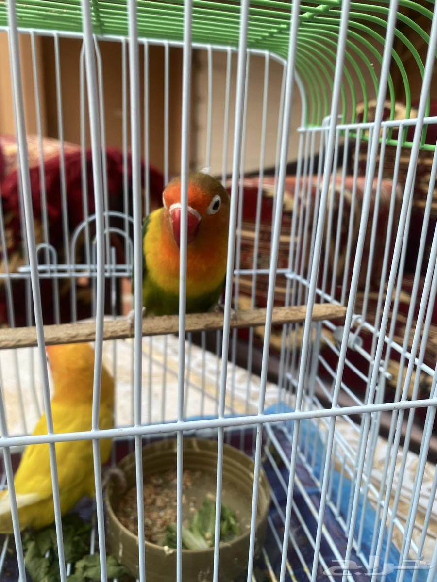 Bird and sell only green sale, no need for it, type Fisher.63470622437635111