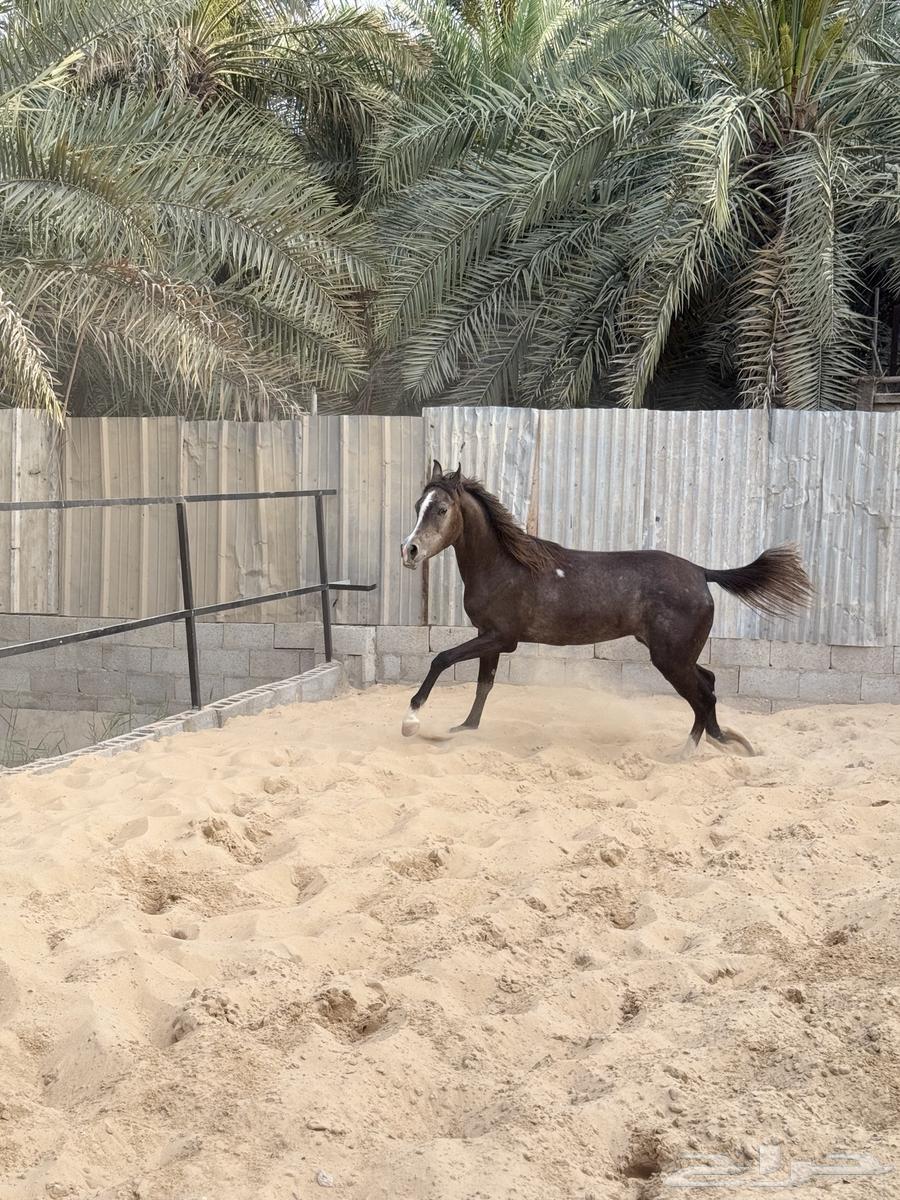 مهره شعبيه63025522875267111