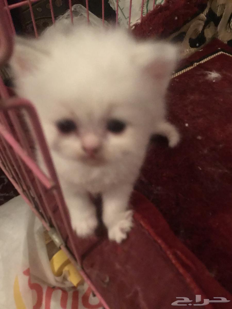 قطط عمر تقريبا شهرين63026820808322113